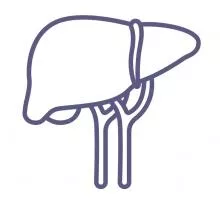 Liver